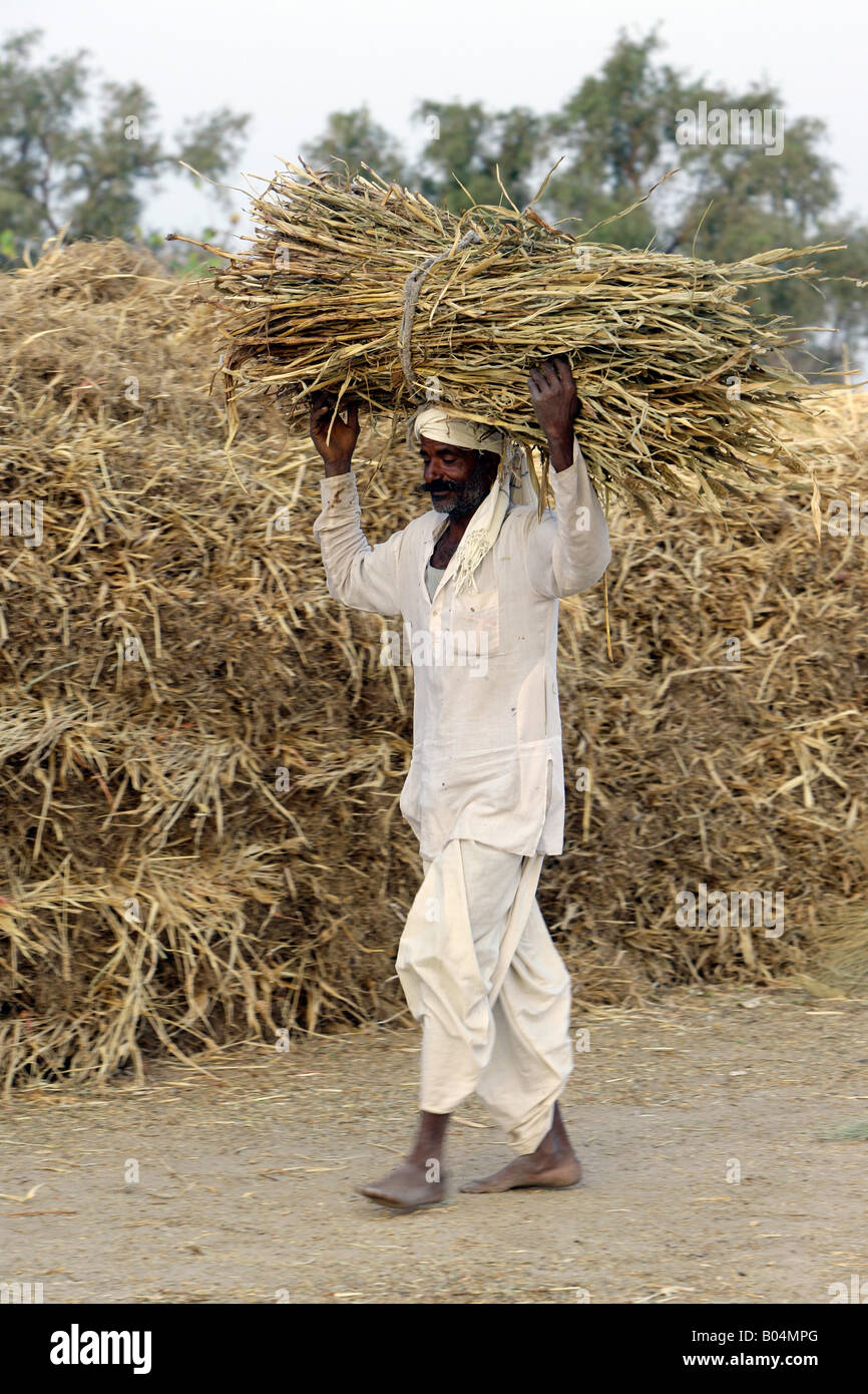 Farmer carrying crop on head, Jodhpur, Rajasthan, India Stock Photo