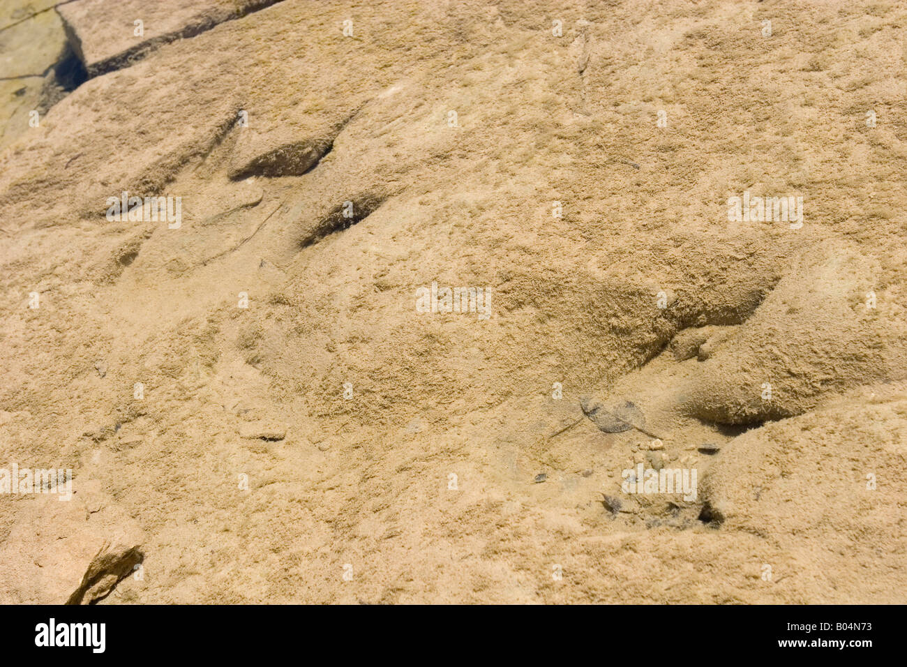 Fossilized Dinosaur Footprints Stock Photo