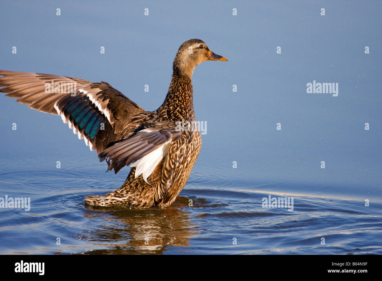 Mallard Duck female flapping its wings in a marsh Stock Photo