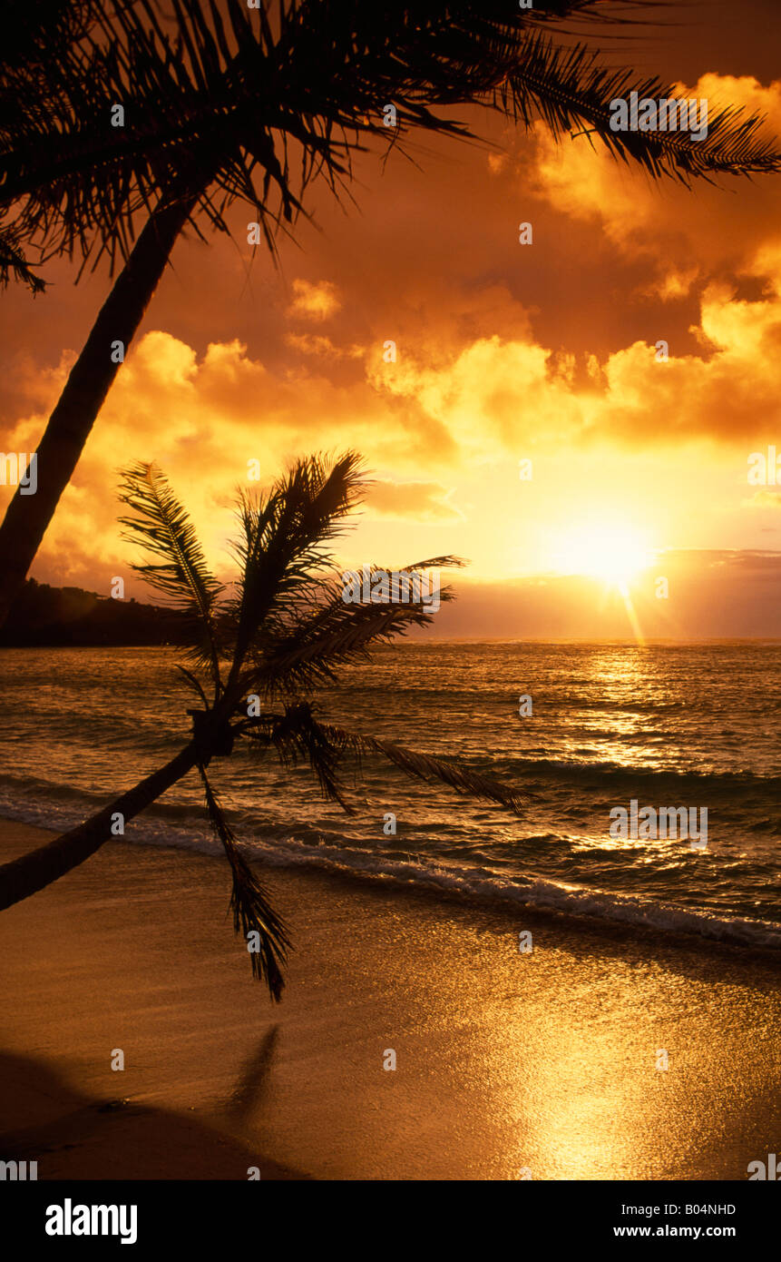 Sunset tropical beach palm trees hi-res stock photography and images ...