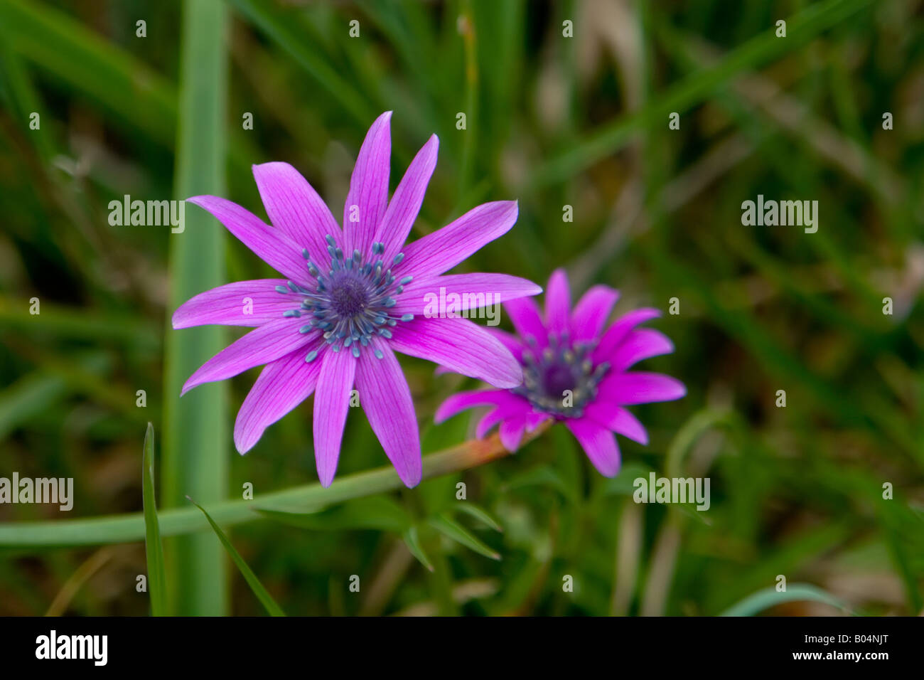 Pink Rhodos Pink rhodos hi-res stock photography and images - Alamy
