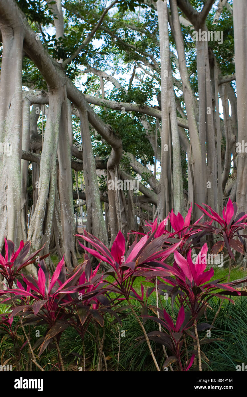 Tropical plants in Florida Stock Photo Alamy