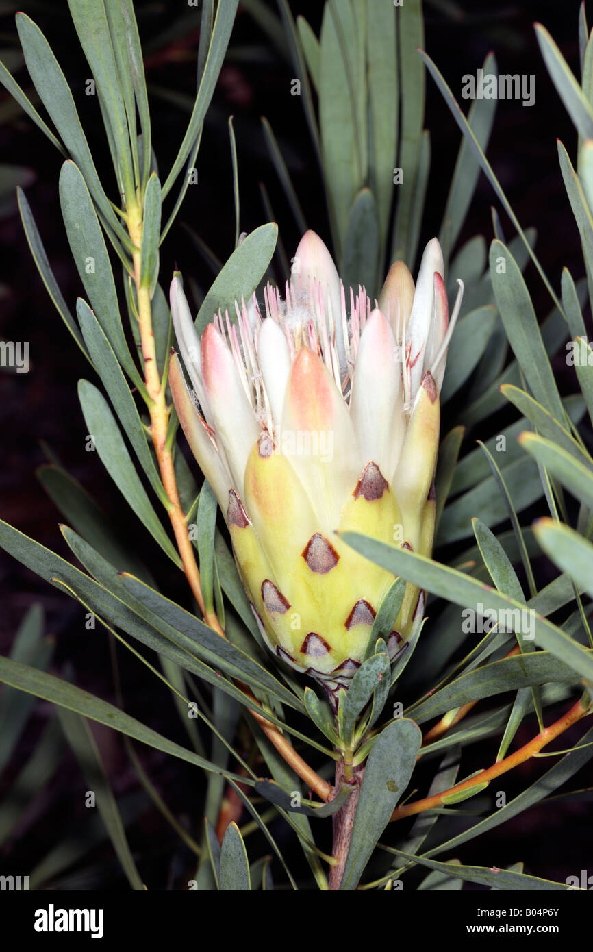 Common Protea /Sugarbush- Protea repens [cream form]- Family Proteaceae Stock Photo