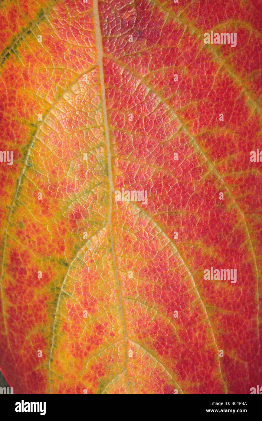 Close-up of Japanese Date Plum Leaf in Autumn/Kaki Tree-Diospyros kaki-Family Ebenaceae Stock Photo