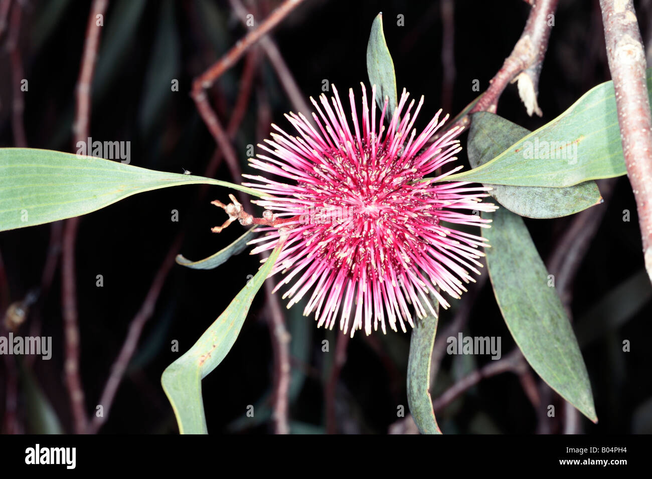 Pincushion Hakea-Hakea laurina- Family Proteaceae Stock Photo