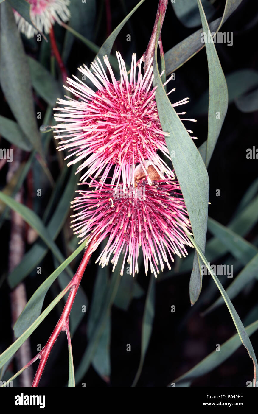 Pincushion Hakea Flowers-Hakea laurina- Family Proteaceae Stock Photo