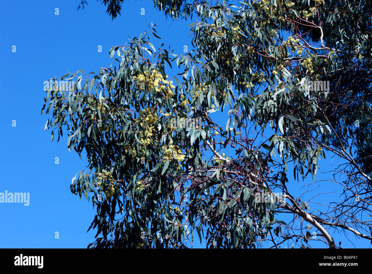 Lemon-scented Gum/Blue-spotted Gum x Yellow Bloodwood gum nuts- Eucalyptus [Corymbia] citriodora X E.eximia - Family Myrtaceae Stock Photo