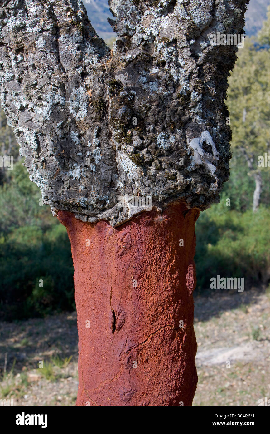 Cork Tree known as Cork Oak), Quercus suber, along Ruta de