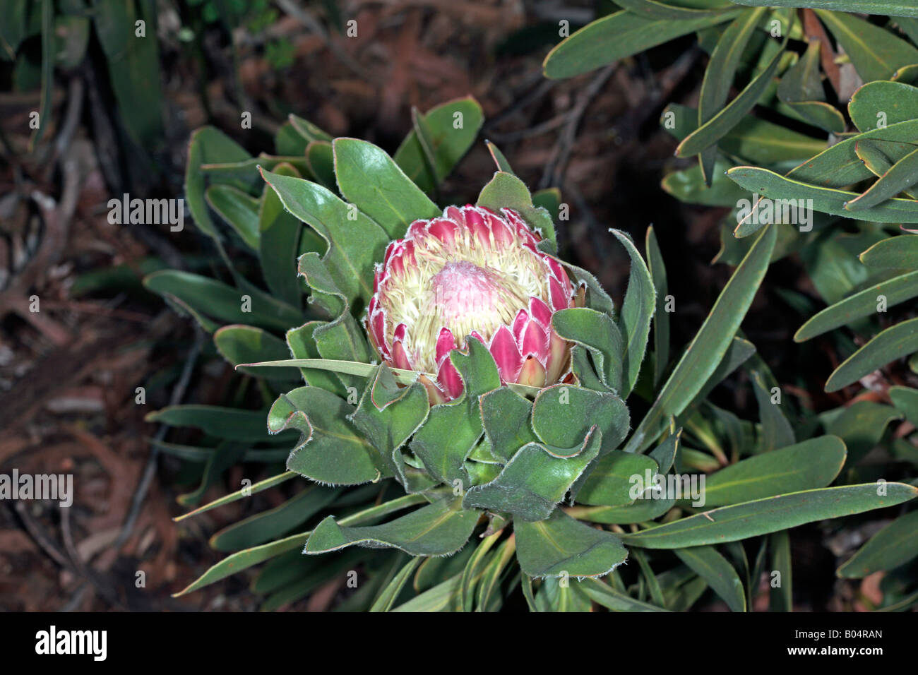 Common Sugarbush-Protea repens-Family Proteaceae Stock Photo