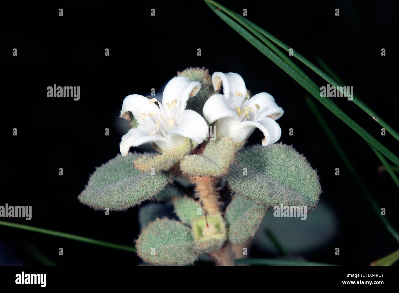 White Correa -Correa alba-Family Rutaceae Stock Photo