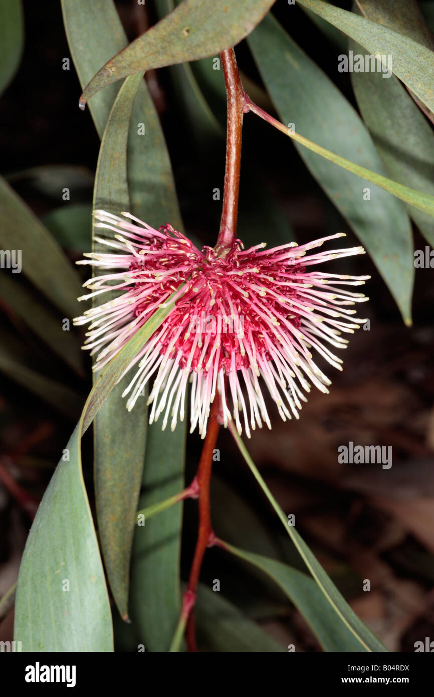 Pincushion Hakea-Hakea laurina- Family Proteaceae Stock Photo