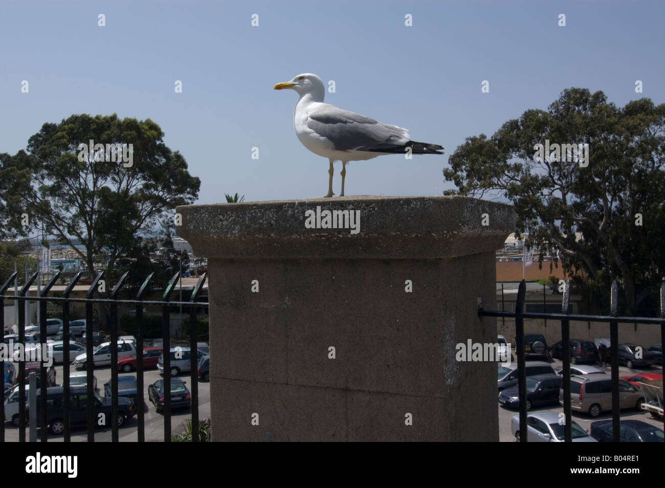 Gibraltar's careful observer Stock Photo