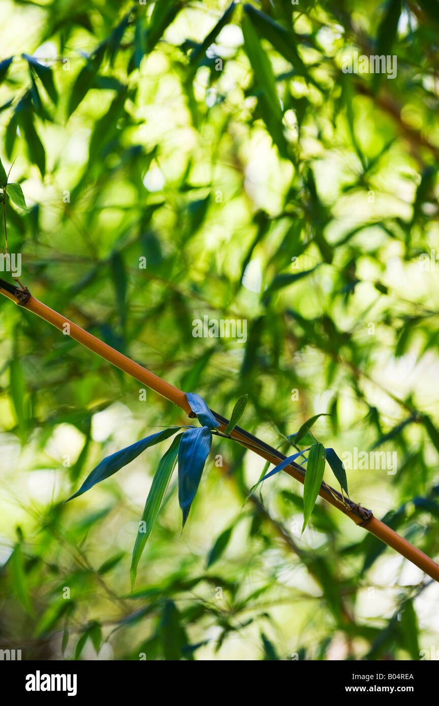 Phyllostachys bambusoides 'Castillonii'. Castillon bamboo leaves. Selective focus Stock Photo