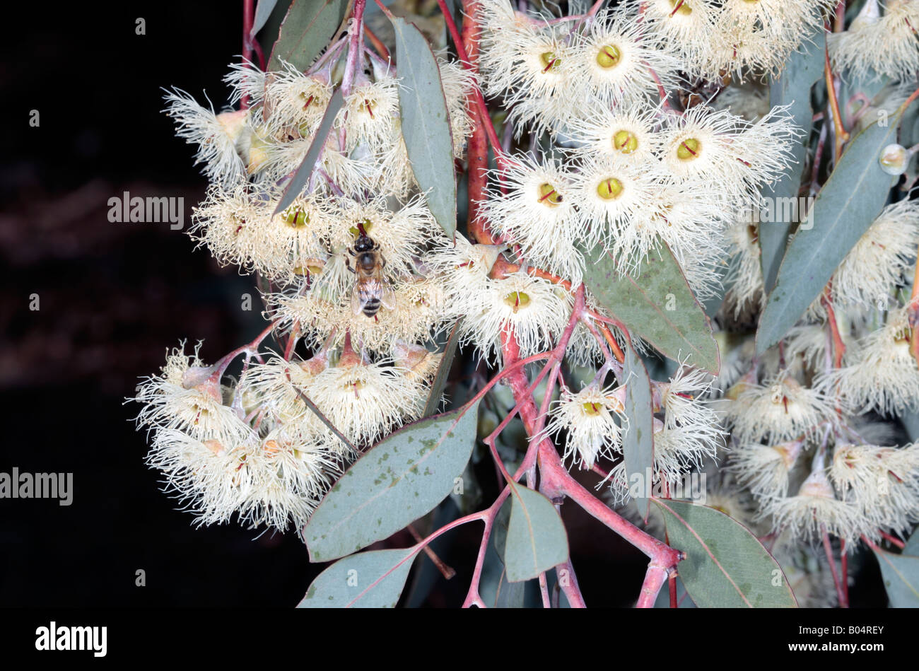 Caley's Ironbark/Drooping Ironbark Flowers-Eucalyptus caleyi-Family Myrtaceae and Honey Bee- Apis mellifera Stock Photo