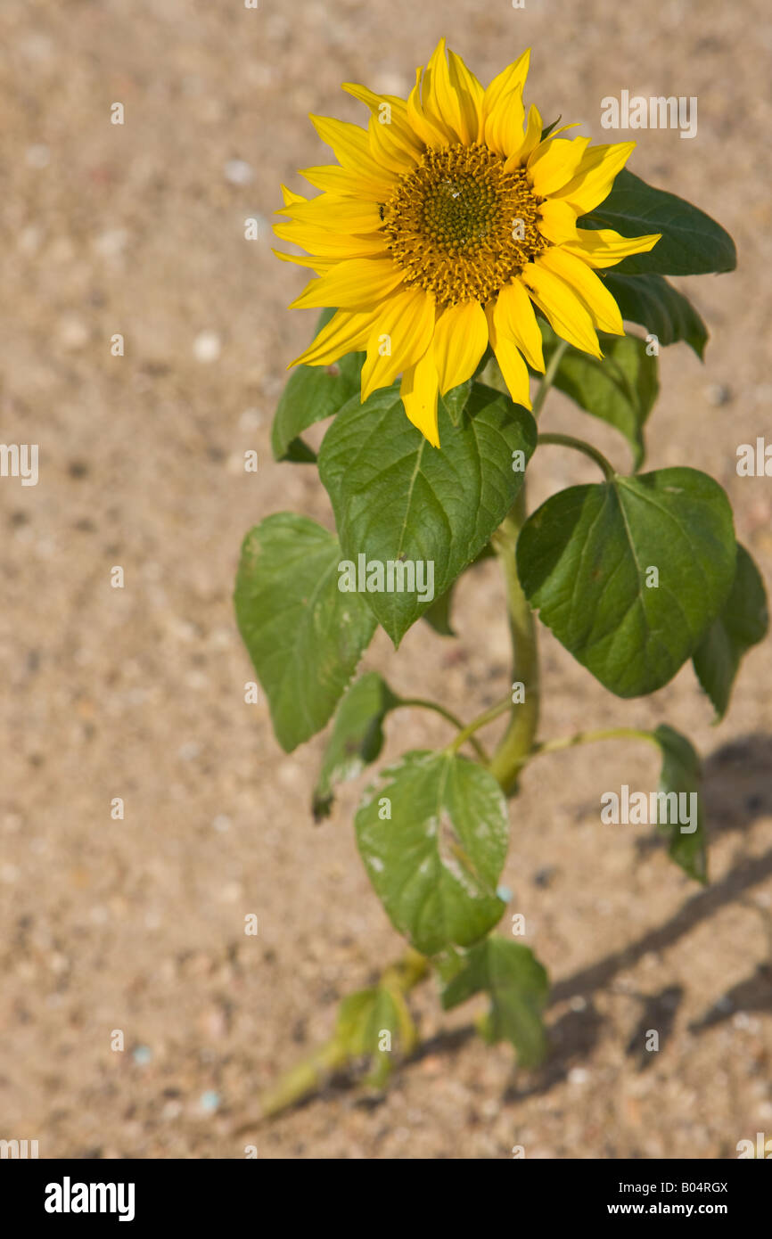 Single wild sunflower, Helianthus annuus, growing on the side of the road along Ruta de los Almoravides, Province of Cadiz Stock Photo