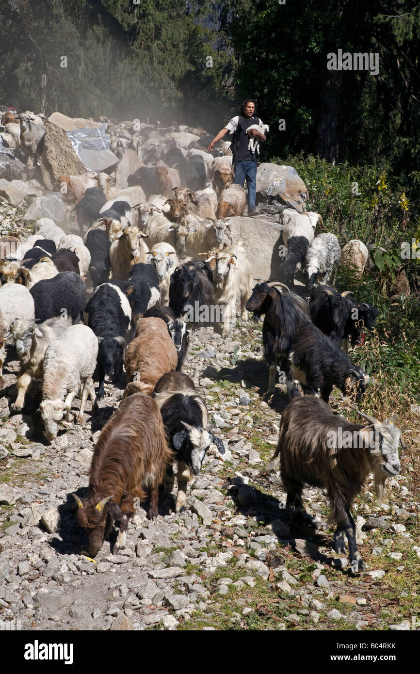 A Nepali man herds a flock of GOATS on the ANNAPURNA CIRCUIT in MANANG DISTRICT NEPAL HIMALAYA Stock Photo