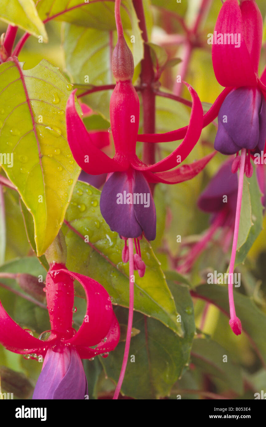 Fuchsia 'Genii' AGM Stock Photo