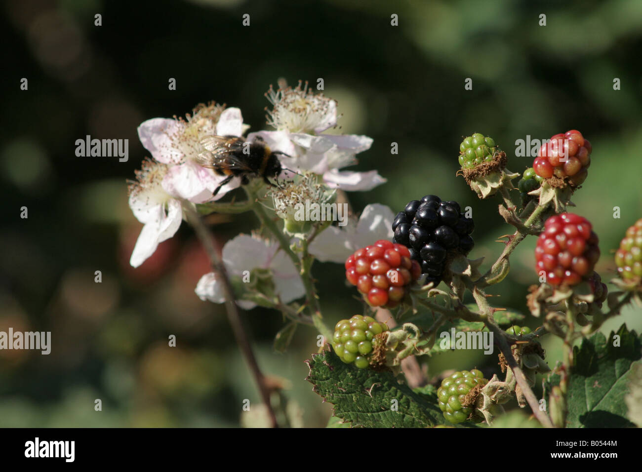 Blackberries in various stages of growth, from blossom (with bee