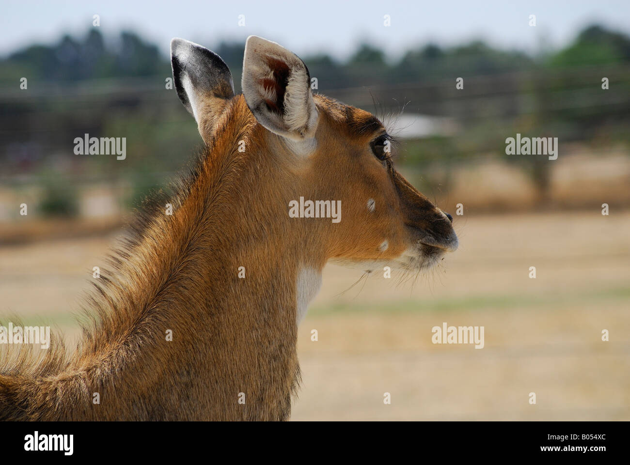 animal calmly walking and going towards which he is the one that was taking the photo Stock Photo