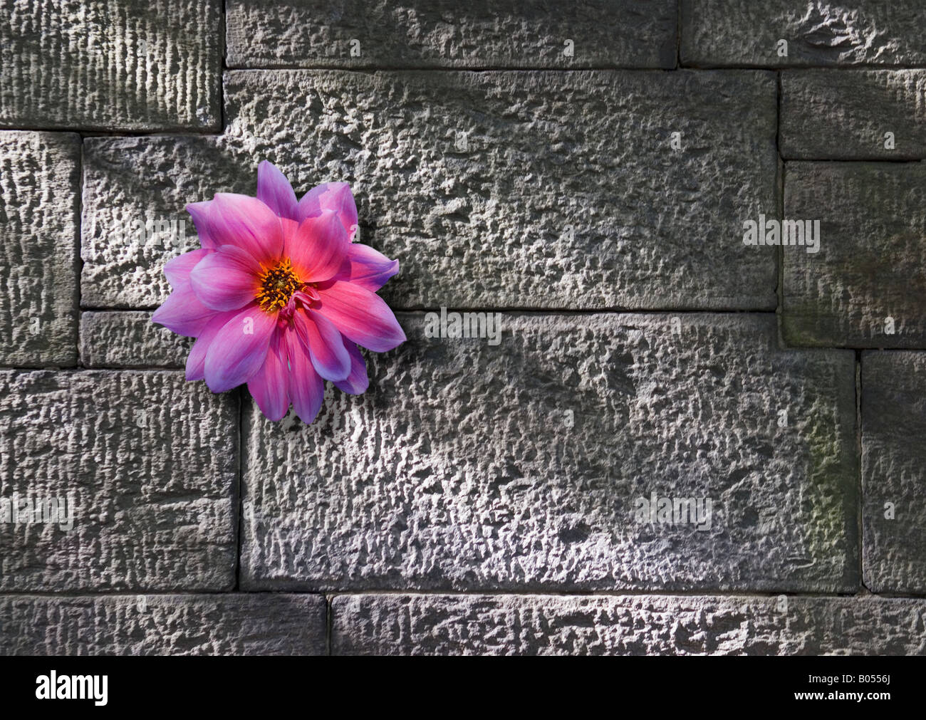 flower growing on stone wall Stock Photo - Alamy
