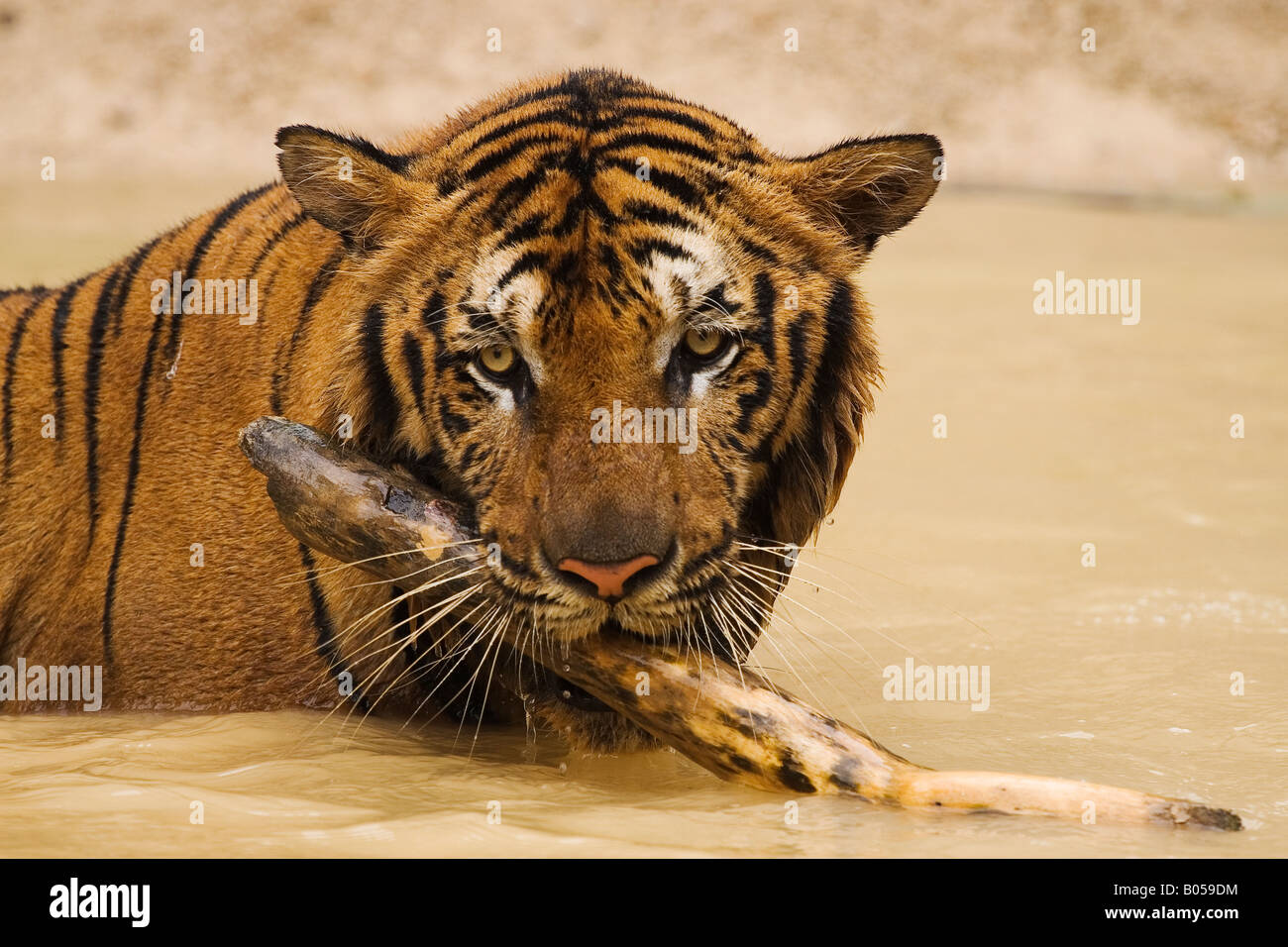 An Indo-Chinese male tiger Panthera tigris Stock Photo