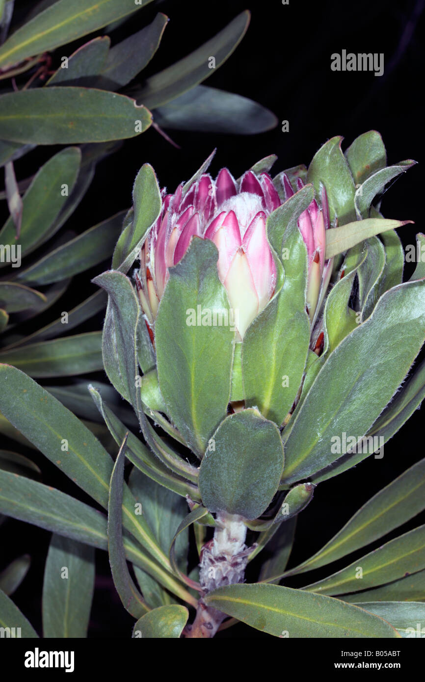 Common Sugarbush-Protea repens-Family Proteaceae Stock Photo
