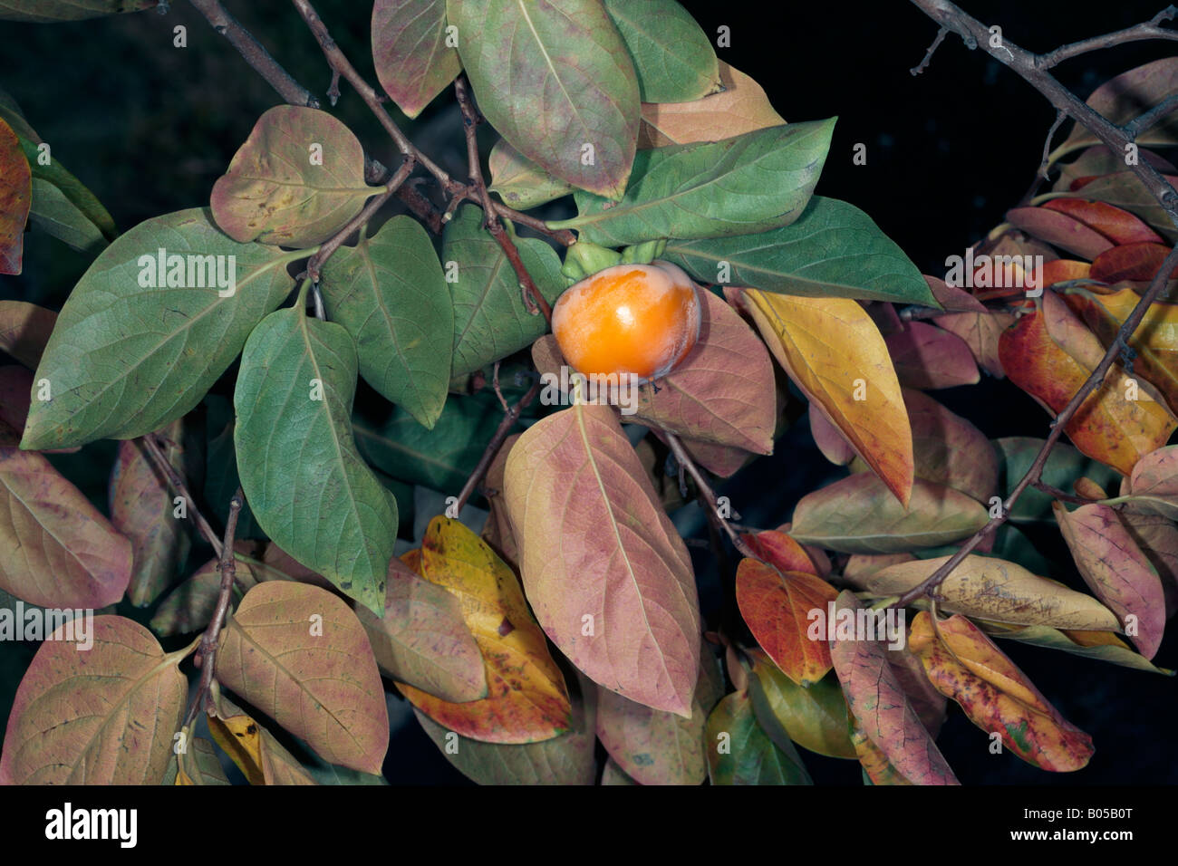 Japanese Date Plum in Autumn with Fruit/Kaki Tree-Diospyros kaki-Family Ebenaceae Stock Photo