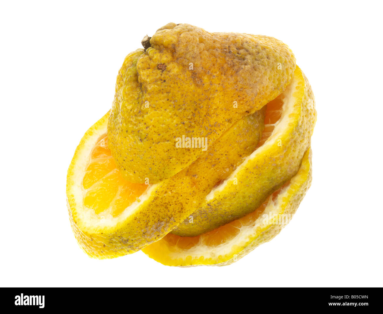 Fresh Whole Ripe Tropical Ugli Fruit Ready To Eat Isolated Against A White Background With A Clipping Path And No People Stock Photo