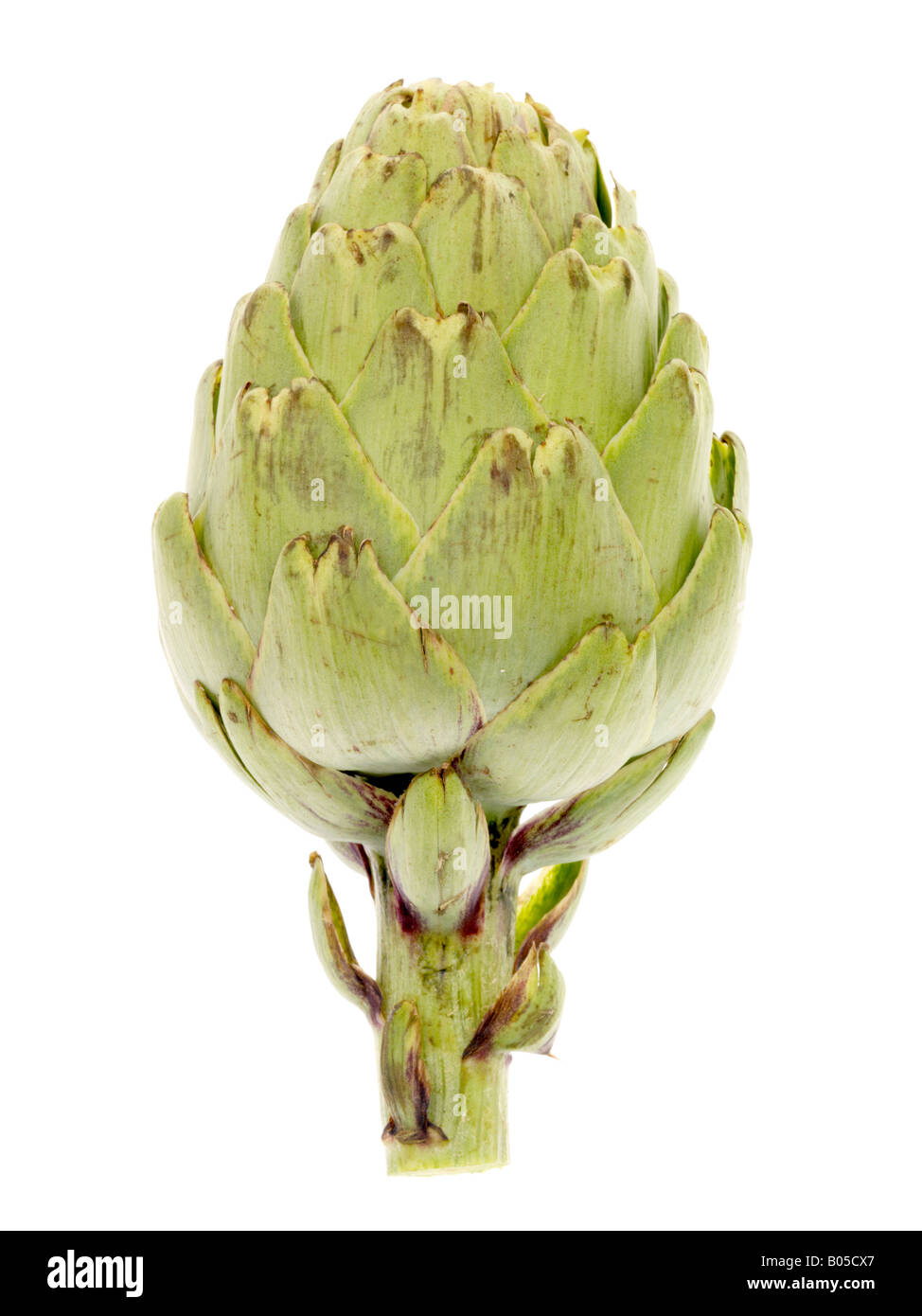 Fresh Ripe Uncooked Globe Artichoke Vegetable Isolated Against A White Background With A Clipping Path And No People Stock Photo
