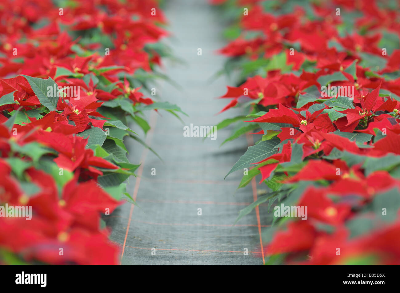 poinsettia (Euphorbia pulcherrima), plants with magnificent coloured bracts in a garden center Stock Photo