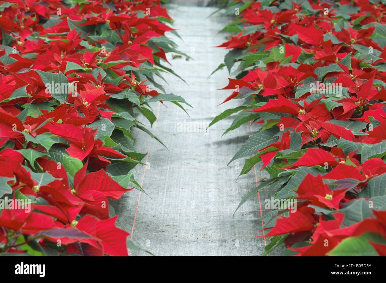 poinsettia (Euphorbia pulcherrima), plants with magnificent coloured bracts in a garden center Stock Photo