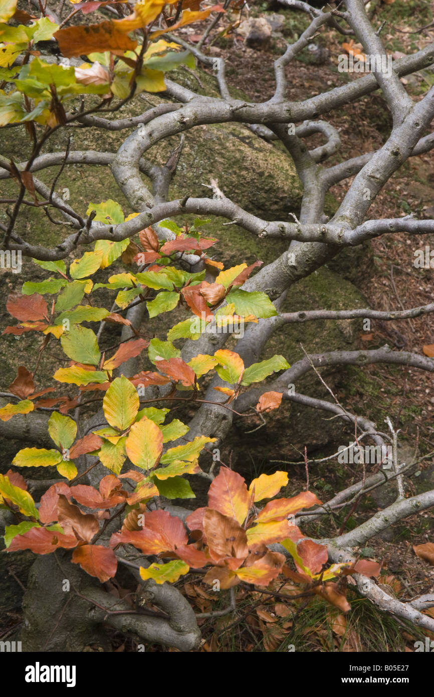 Buswood hi-res stock photography and images - Alamy