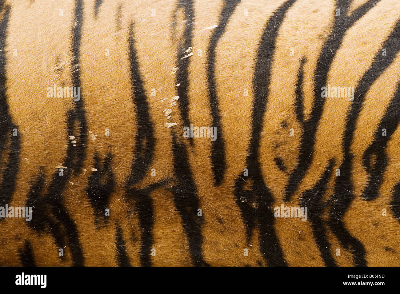 Tiger stripes Stock Photo