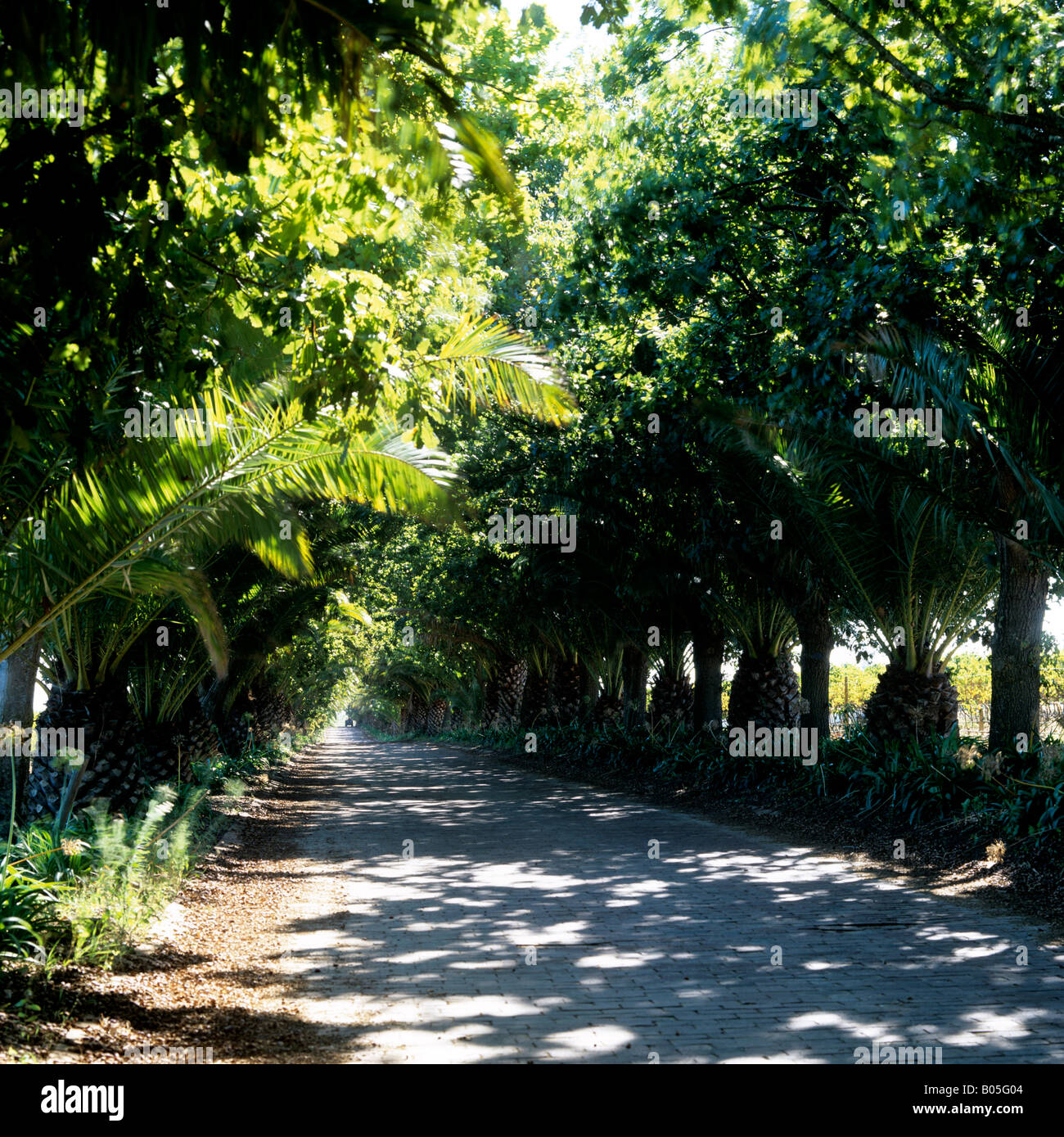 Tree lined driveway to South African homestead Stock Photo