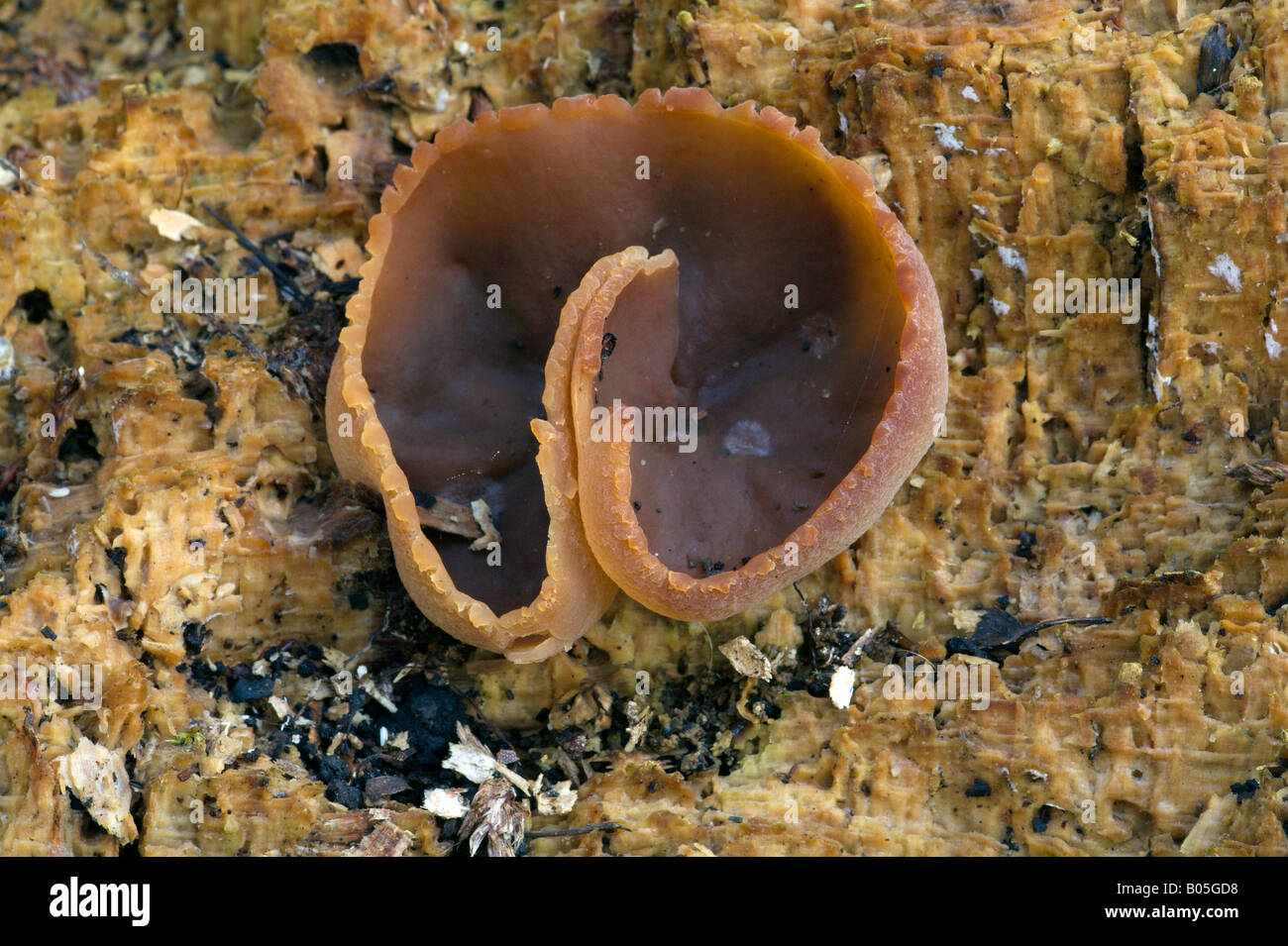 Peziza Sp Cup Fungi Stock Photo
