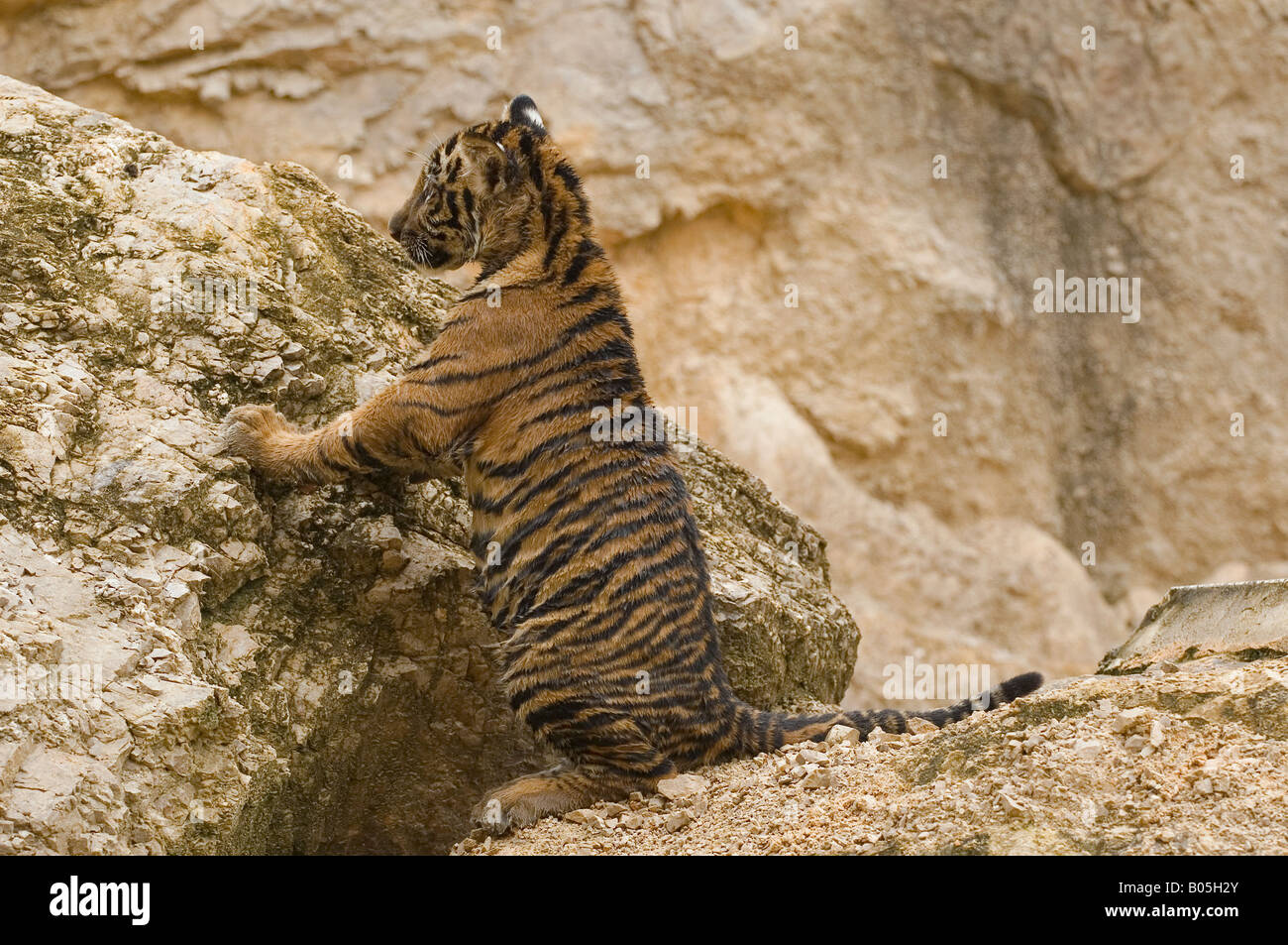 An Indo-Chinese male tiger cub Panthera tigris Stock Photo