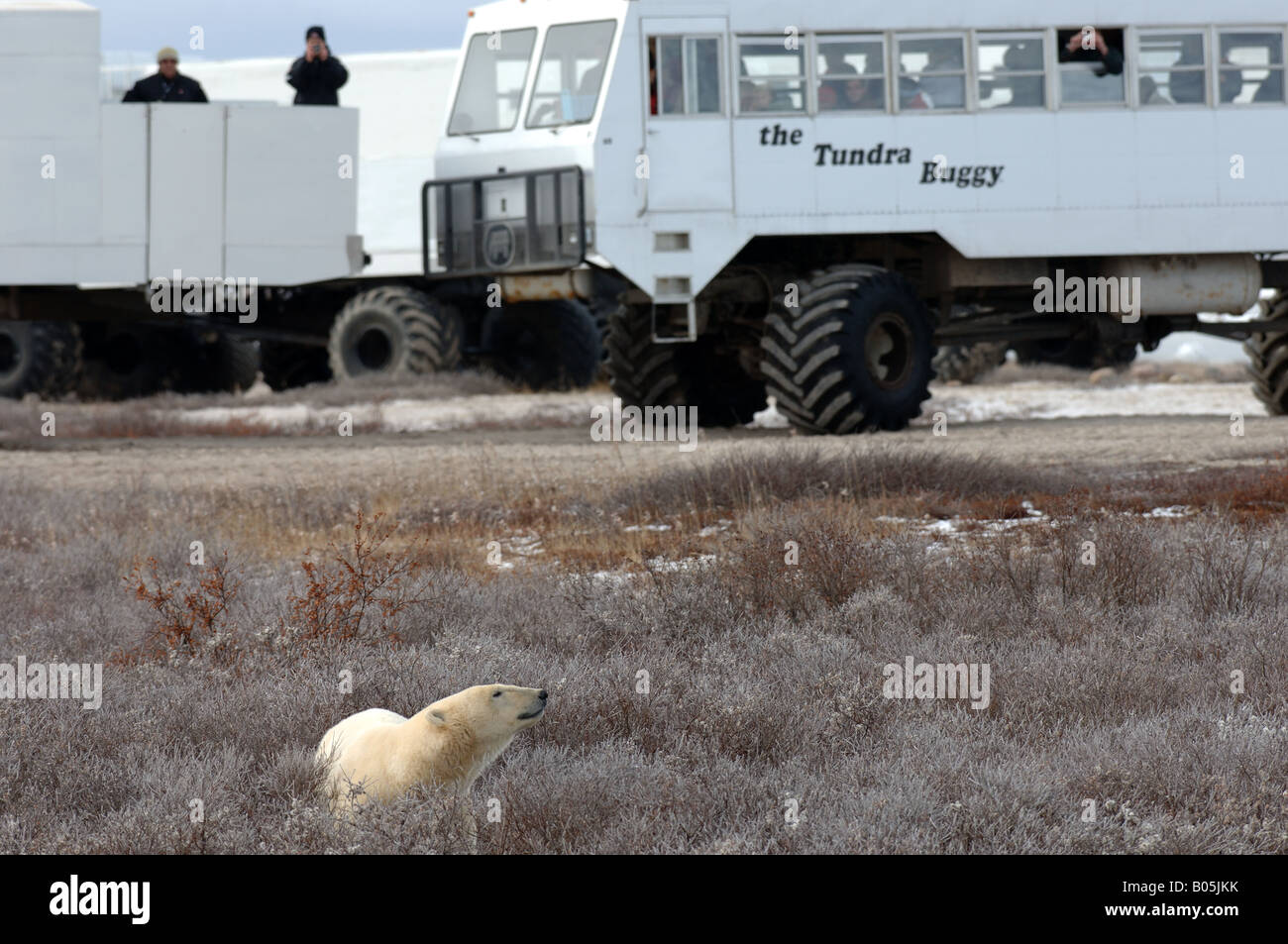 Tundra buggies hi-res stock photography and images - Alamy