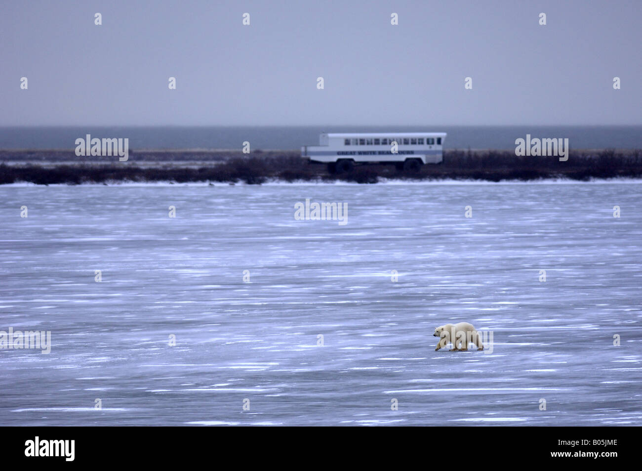 Tundra buggies hi-res stock photography and images - Alamy