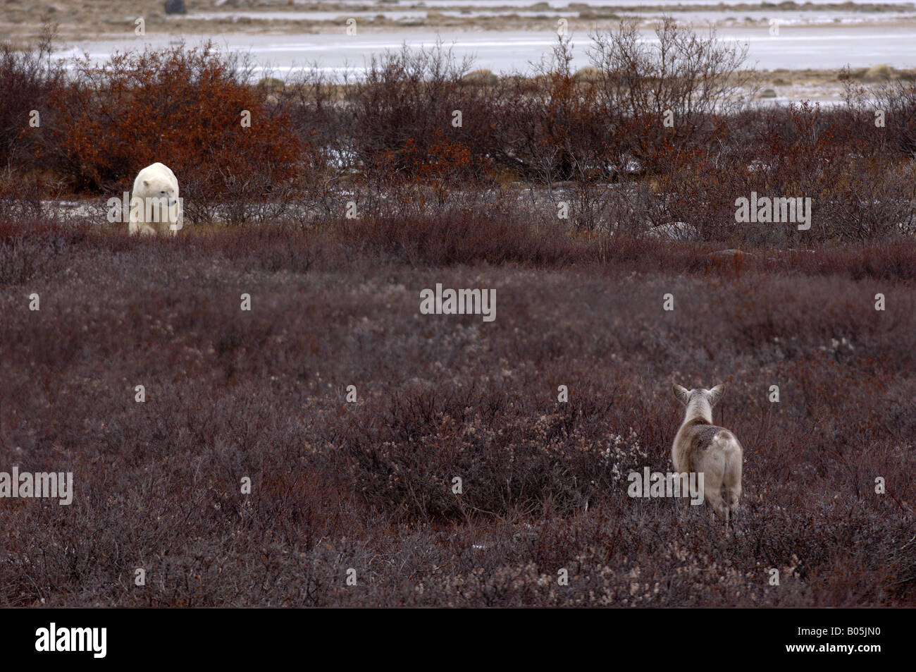 Manitoba churchill a young caribou confronted with a polar bear Stock