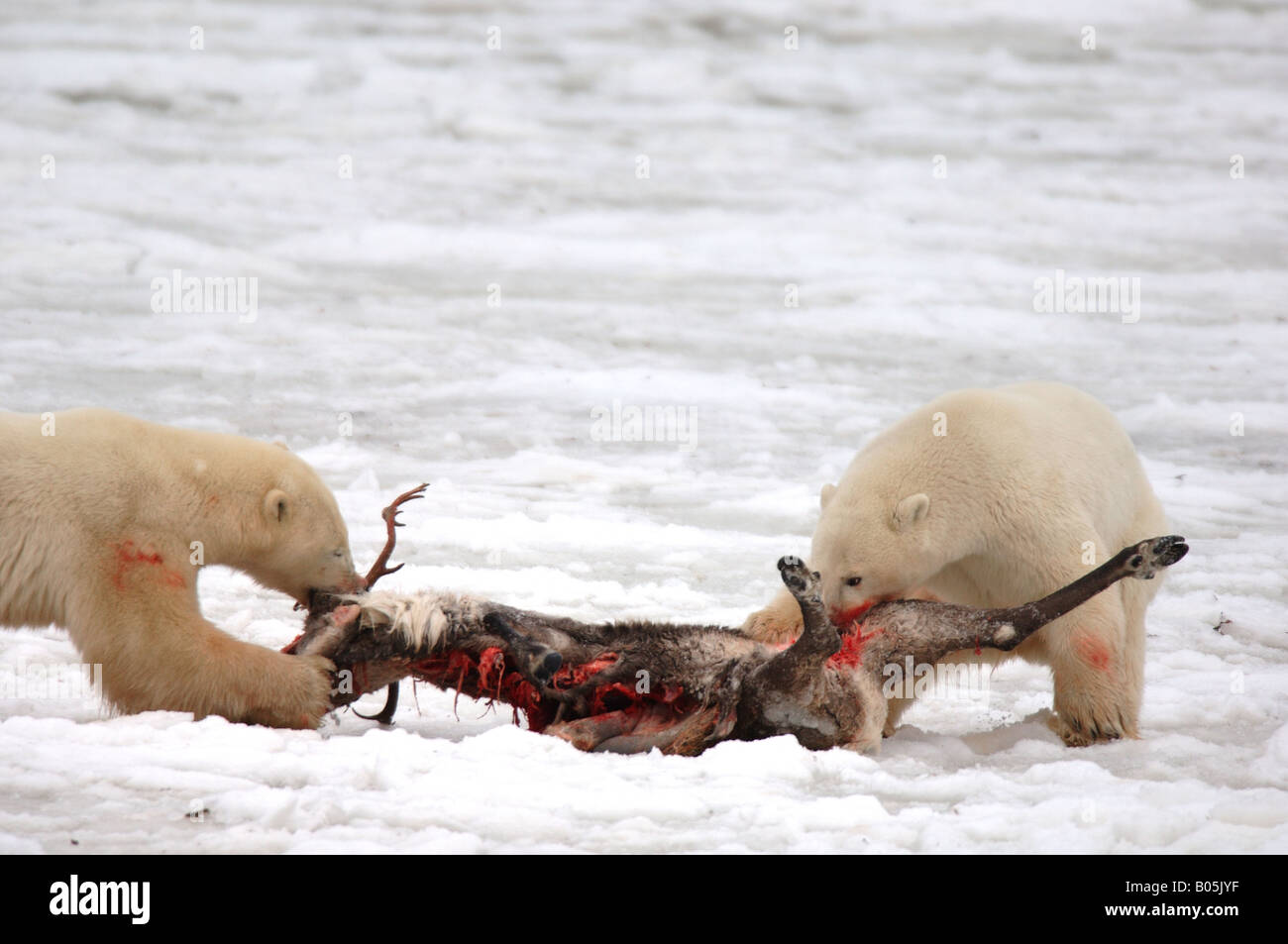 Manitoba Hudson bay unique photos of male polar bear feeding on a caribou carcass Stock Photo