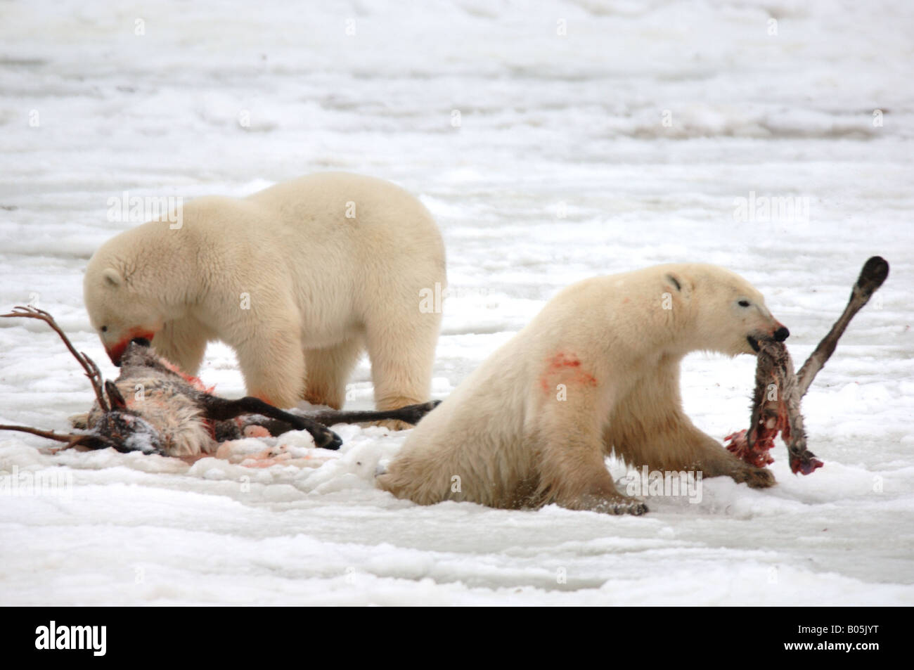 Manitoba Hudson bay unique photos of male polar bear feeding on a caribou carcass Stock Photo