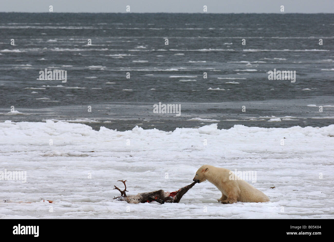 Manitoba Hudson bay unique photos of male polar bear feeding on a caribou carcass Stock Photo