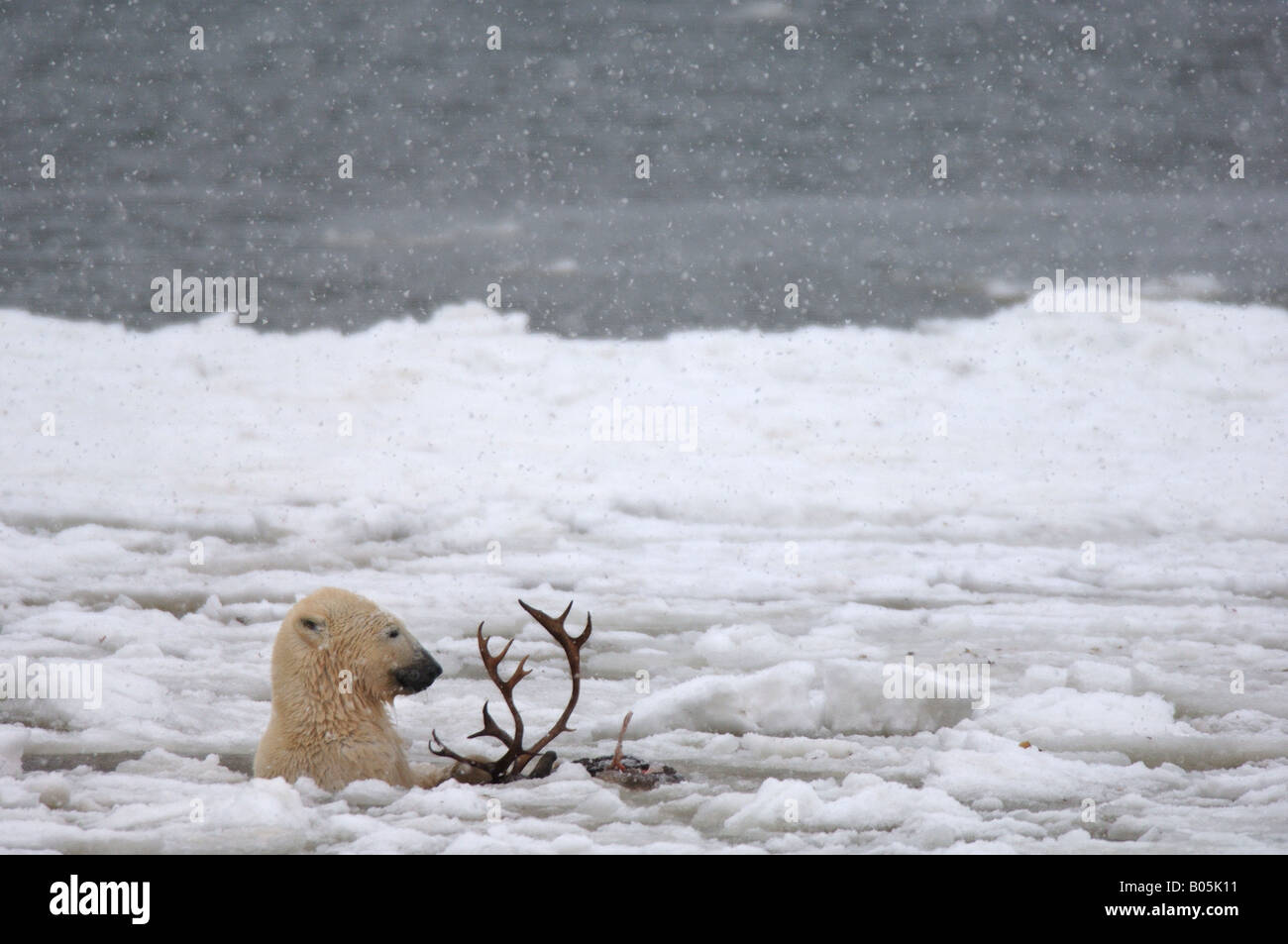 Manitoba Hudson bay unique photos of male polar bear feeding on a caribou carcass Stock Photo