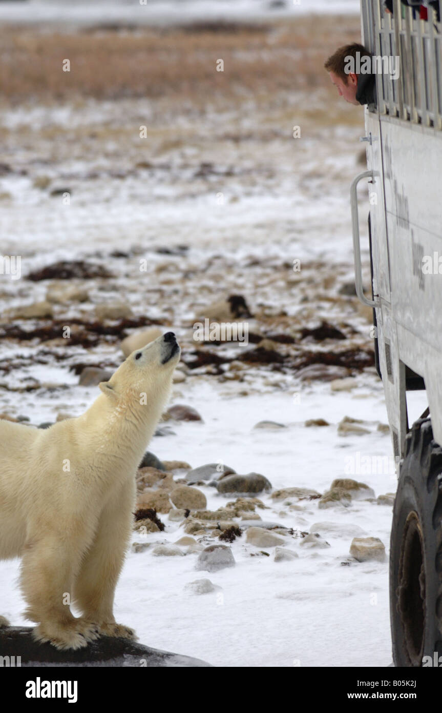 Tundra buggies hi-res stock photography and images - Alamy