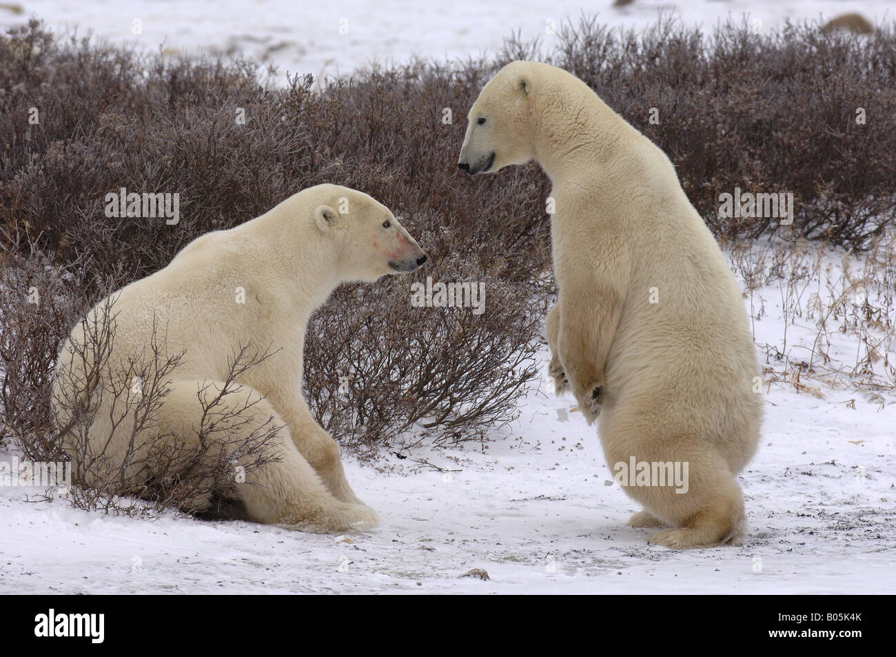 Manitoba Churchill young male Polar bears playfighting while waiting for the ice of the Hudson bay to freeze over Stock Photo