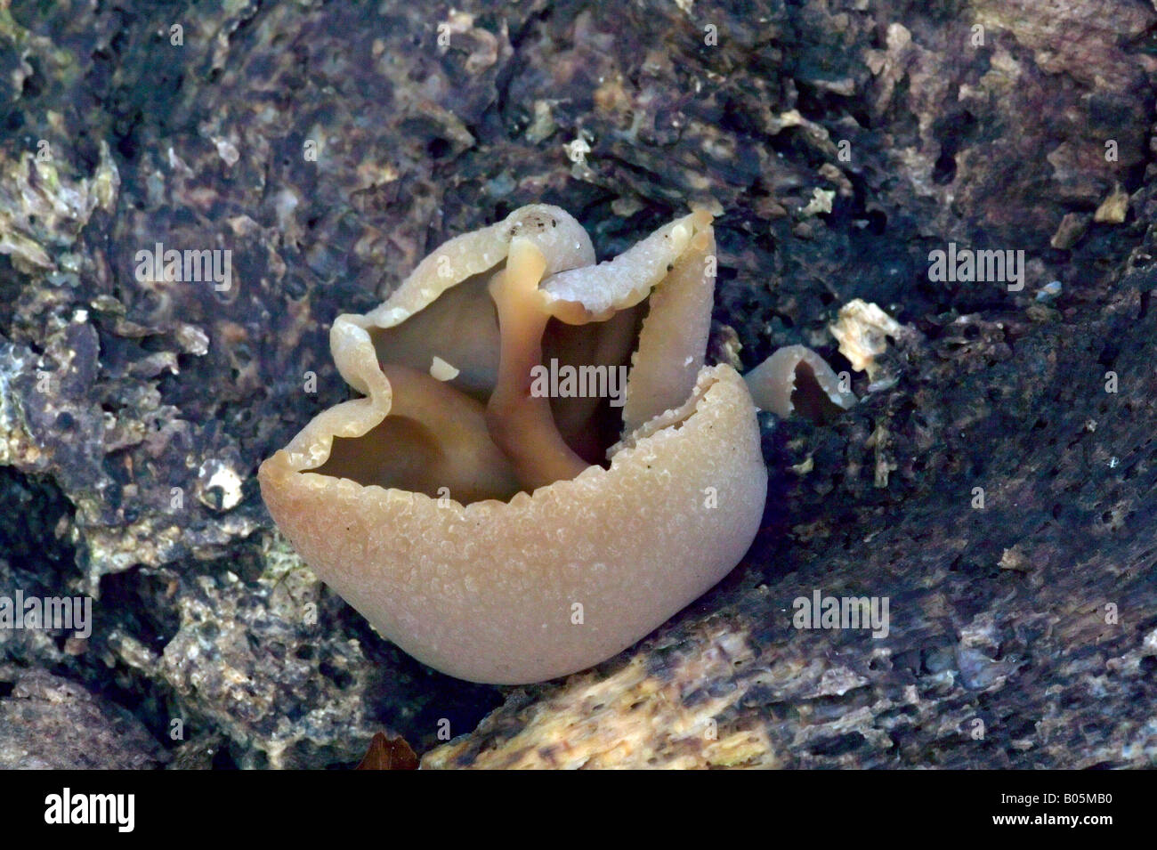 Peziza Sp Cup Fungi Stock Photo
