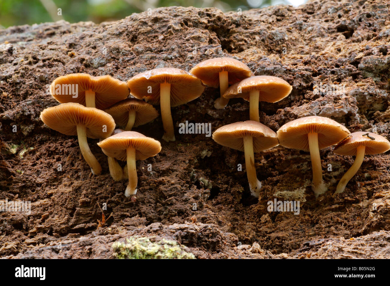Two Toned Pholiota fungi Stock Photo