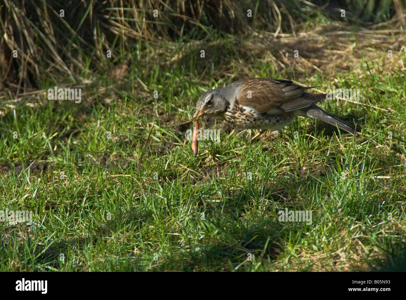 A fieldfare with a worm in it's beak on a sunny backyard Stock Photo
