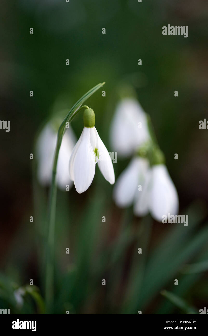 Snowdrops (galanthus nivalis) Stock Photo