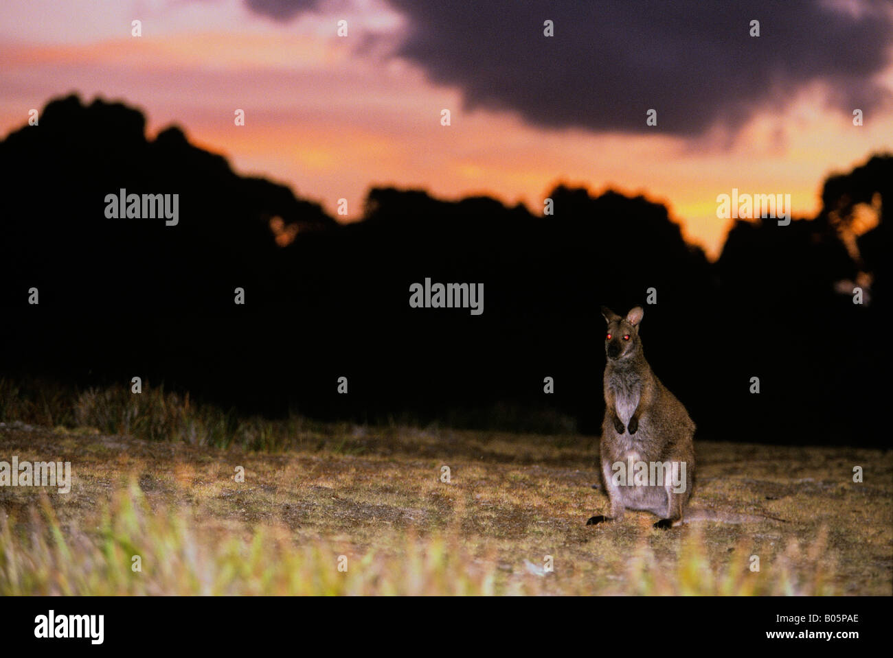 Bennett s Wallaby or Red Necked Wallaby Macropus rufogriseus rufogriseus at dusk Mount William National Park Tasmania Australia Stock Photo